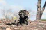 CANE CORSO 294